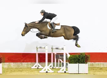 Cheval à sang froid Thuringe, Étalon, 4 Ans, 165 cm