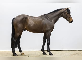 Cheval à sang froid Thuringe, Étalon, 4 Ans, 165 cm
