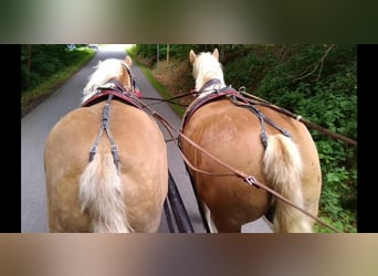 Cheval à sang froid Thuringe, Hongre, 6 Ans, 168 cm, Alezan