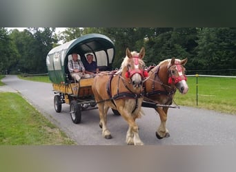 Cheval à sang froid Thuringe, Hongre, 6 Ans, 168 cm, Alezan