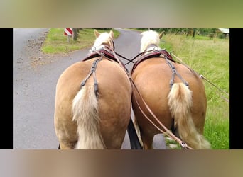 Cheval à sang froid Thuringe, Hongre, 6 Ans, 168 cm, Alezan
