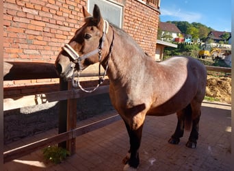 Cheval à sang froid Thuringe, Jument, 23 Ans, 153 cm