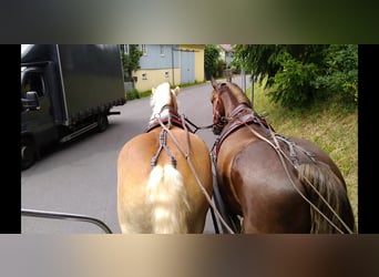 Cheval à sang froid Thuringe, Jument, 4 Ans, 165 cm, Alezan