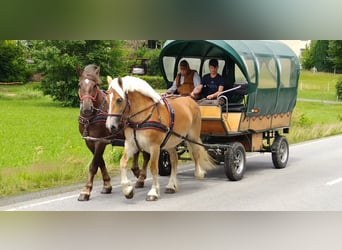 Cheval à sang froid Thuringe, Jument, 4 Ans, 165 cm, Alezan