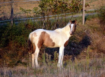 Cheval crème Croisé, Étalon, 2 Ans, 160 cm, Tobiano-toutes couleurs