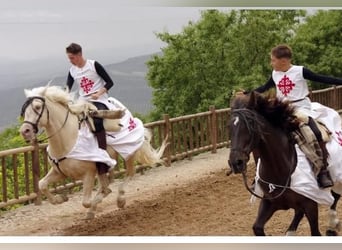 Cheval crème, Étalon, 5 Ans, 162 cm, Cremello