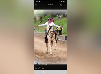Cheval crème, Étalon, 5 Ans, 162 cm, Cremello