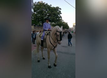 Cheval crème, Étalon, 5 Ans, 162 cm, Cremello