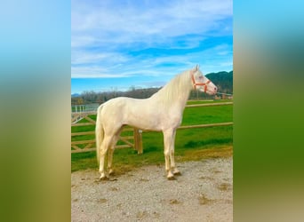 Cheval crème, Hongre, 4 Ans, 158 cm, Cremello