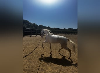 Cheval crème, Hongre, 4 Ans, 160 cm, Cremello