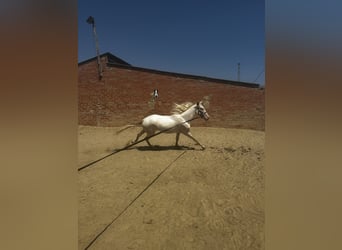 Cheval crème, Hongre, 4 Ans, 160 cm, Cremello