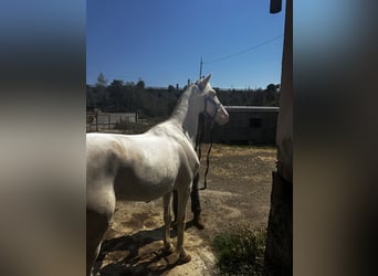 Cheval crème, Hongre, 4 Ans, 160 cm, Cremello