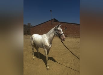 Cheval crème, Hongre, 4 Ans, 160 cm, Cremello