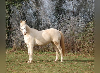 Cheval crème, Jument, 16 Ans, 152 cm, Cremello