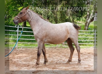 Cheval crème, Jument, 3 Ans, 130 cm, Rouan Rouge