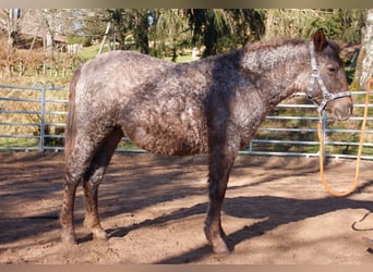 Cheval crème, Jument, 3 Ans, 130 cm, Rouan Rouge