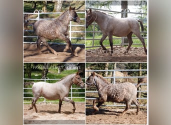 Cheval crème, Jument, 3 Ans, 130 cm, Rouan Rouge