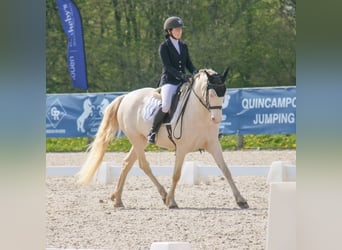 Cheval crème, Jument, 8 Ans, 148 cm, Cremello