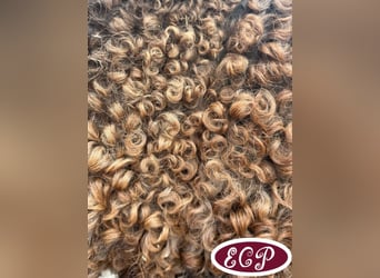 Cheval Curly, Étalon, 1 Année, 110 cm, Tobiano-toutes couleurs