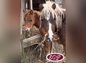 Cheval Curly, Étalon, 1 Année, 110 cm, Tobiano-toutes couleurs