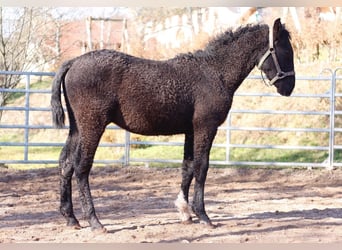 Cheval Curly, Étalon, 1 Année, 155 cm, Noir