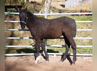 Cheval Curly, Étalon, 1 Année, 155 cm, Noir