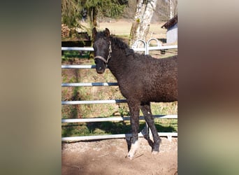 Cheval Curly, Étalon, 1 Année, 155 cm, Noir