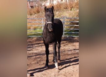 Cheval Curly, Étalon, 1 Année, 155 cm, Noir