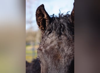 Cheval Curly, Étalon, 1 Année, 155 cm, Noir