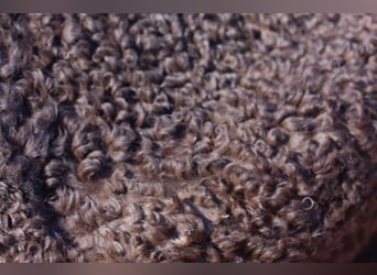 Cheval Curly, Étalon, 1 Année, 155 cm, Noir