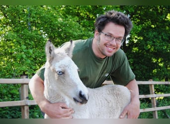 Cheval Curly, Étalon, 1 Année, 160 cm, Isabelle