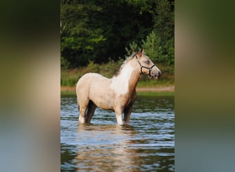 Cheval Curly, Étalon, 1 Année, 160 cm, Isabelle