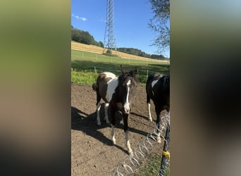 Cheval Curly, Étalon, 1 Année, 160 cm, Tobiano-toutes couleurs