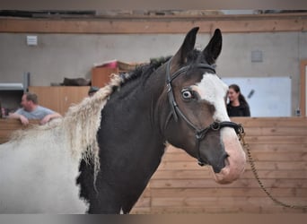 Cheval Curly, Étalon, 2 Ans, 154 cm, Bai brun