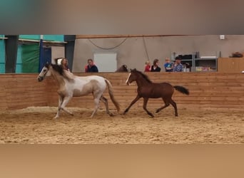 Cheval Curly, Étalon, 2 Ans, 154 cm, Bai brun