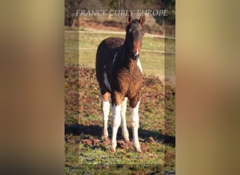 Cheval Curly, Étalon, 2 Ans, Bai cerise