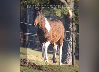 Cheval Curly, Étalon, 2 Ans, Bai cerise