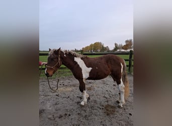 Cheval Curly, Étalon, 3 Ans, 135 cm