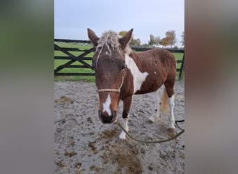 Cheval Curly, Étalon, 3 Ans, 135 cm