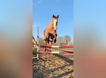 Cheval Curly, Étalon, 3 Ans, 150 cm, Isabelle