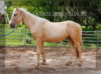 Cheval Curly, Étalon, 3 Ans, 150 cm, Palomino