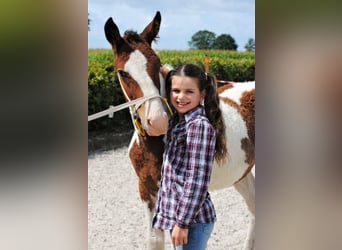 Cheval Curly, Étalon, 3 Ans, 162 cm, Pinto