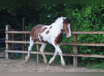 Cheval Curly, Étalon, 3 Ans, 162 cm, Pinto
