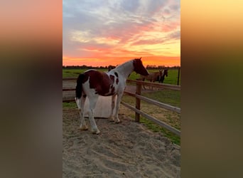 Cheval Curly, Étalon, 3 Ans, 162 cm, Pinto