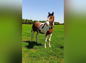Cheval Curly, Étalon, 3 Ans, 162 cm, Pinto