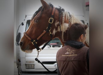 Cheval Curly, Étalon, 6 Ans, 155 cm, Bai cerise