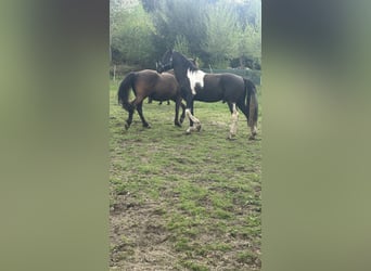 Cheval Curly, Étalon, 7 Ans, 155 cm, Tobiano-toutes couleurs