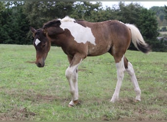 Cheval Curly, Étalon, Poulain (05/2023), 155 cm, Bai cerise