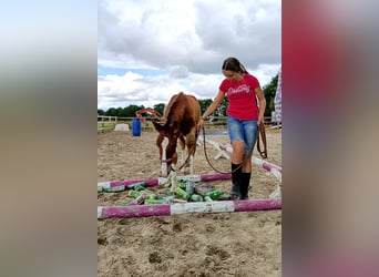 Cheval Curly, Étalon, Poulain (05/2026), 155 cm, Bai