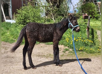 Cheval Curly, Étalon, Poulain (01/2026), Noir